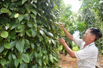 Nông dân 