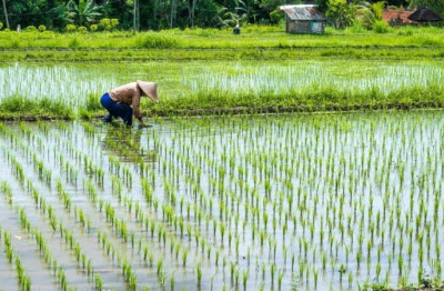 Khuyến cáo nông dân tăng kiểm tra đồng ruộng, phòng trừ sâu bệnh hại lúa