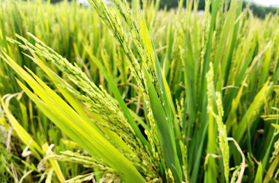 Người dân Nghệ An đứng ngồi không yên vì lúa không kết hạt