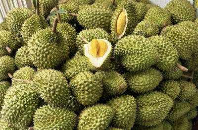 Thủ tướng Chính phủ chỉ đạo thúc đẩy sản xuất và xuất khẩu sầu riêng bền vững