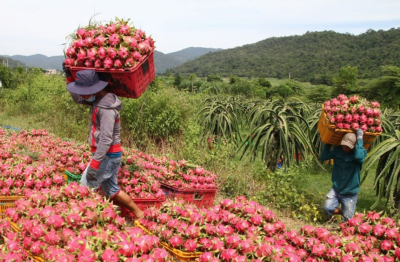 Siết kiểm soát chất lượng để giữ thị trường Trung Quốc