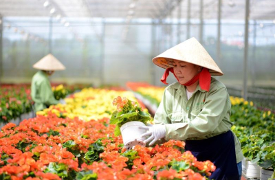Phê duyệt Đề án 