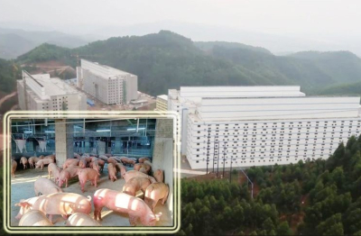 BAF Việt Nam muốn xây trại lợn 6 tầng đầu tiên tại Việt Nam
