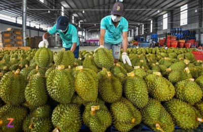Chuyên gia đề xuất dùng AI kiểm soát tồn dư hóa chất trong sầu riêng