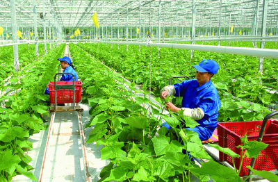 Từ 1/7, dự án nông nghiệp hữu cơ được vay 70% vốn mà không cần thế chấp