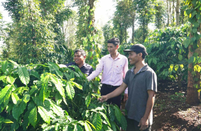 Gia Lai: Làng Kênh thoát nghèo nhờ 