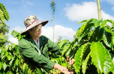 Giảm rủi ro mùa hạn: Mô hình sản xuất thích ứng khô hạn tại miền Trung – Tây Nguyên