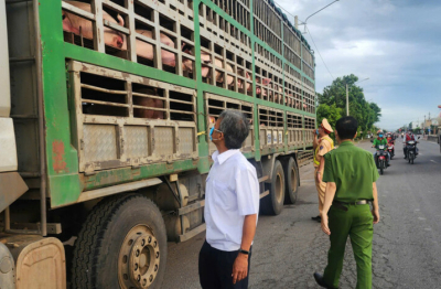 Phát hiện vụ vận chuyển 54 con heo có dấu hiệu dịch bệnh