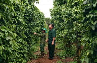 Từ cựu chiến binh đến “tỉ phú” nông nghiệp trên đất Ia Krêl