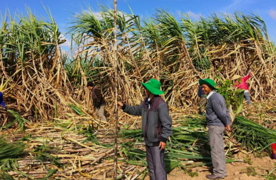 Đề nghị tiếp tục áp thuế chống bán phá giá đường Thái Lan