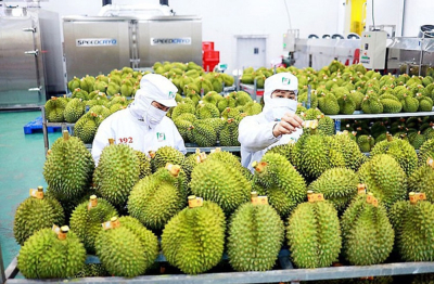 Xuất khẩu rau quả lấy lại đà tăng trưởng