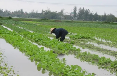 Gần 113.000 ha cây trồng bị ngập úng ở Bắc Bộ và Bắc Trung Bộ