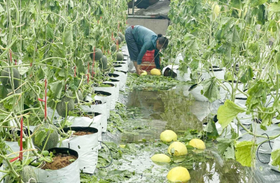 Nông nghiệp Nghệ An thiệt hại nặng nề sau bão số 5