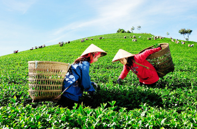 Đưa nông nghiệp hữu cơ bứt phá