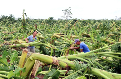 Khẩn trương khôi phục sản xuất nông nghiệp sau bão lũ