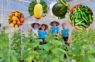 Nữ cán bộ đánh thức tiềm năng vùng gió Lào, cắt trắng