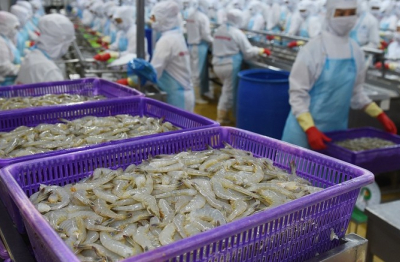 VASEP: Xuất khẩu tôm sang EU có thể tăng chậm lại từ 2026
