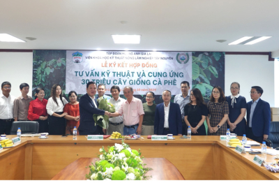 Hoàng Anh Gia Lai đầu tư mạnh mẽ, trồng mới 10.000 ha cà phê