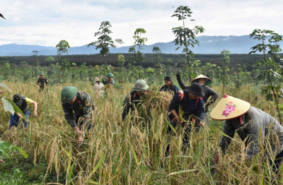Binh đoàn 15: Xung kích giúp dân gặt lúa chạy bão số 13