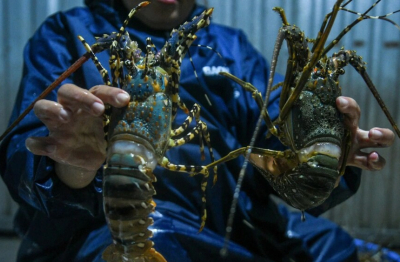 Nguồn cung tôm hùm xuất khẩu sang Trung Quốc có thể giảm trong năm 2026 vì mưa lũ