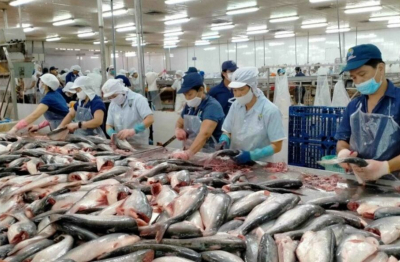 EU khát nguồn cá thịt trắng: Cá tra Việt Nam hưởng lợi?