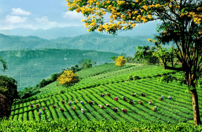 Lễ hội trà Quốc tế 2025 - Chuỗi hoạt động độc đáo kết nối văn hóa và động lực phát triển ngành trà