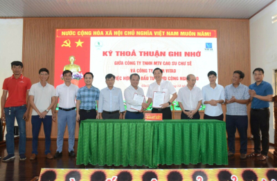 Cao su Chư Sê hợp tác với Vitad phát triển dự án trồng dứa công nghệ cao