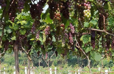 Tân Yên phát triển mô hình nho OCOP công nghệ cao - mở lối cho kinh tế nông nghiệp bền vững