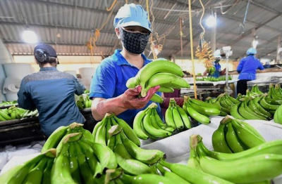 Ngành chuối Việt Nam trước dịch bệnh nguy hiểm