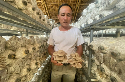 Sản phẩm OCOP Nấm sò Lam Cốt mở hướng phát triển mới cho địa phương