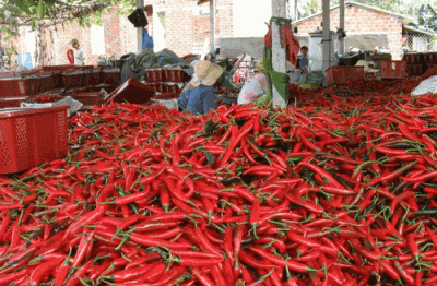 Giá ớt tăng mạnh, xuất khẩu mang về hàng chục triệu USD