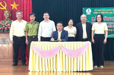 Đạt chuẩn EUDR, Cao su Chư Păh rộng đường vào thị trường châu Âu