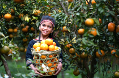 Lên Măng Đen trải nghiệm hái cam vàng, ngắm hoa anh đào