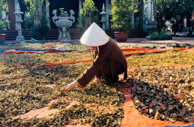 Sư cô Thích Đàm Thái - hành trình hồi sinh bài thuốc cổ truyền người Dao 