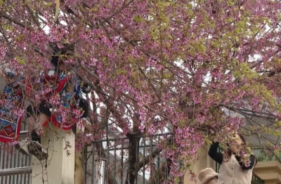 Lũng Cú - điểm hẹn muôn sắc hoa