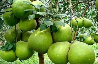 Mỗi năm Trung Quốc nhập hơn 100 nghìn tấn quả bưởi nhưng chưa có bưởi Việt Nam