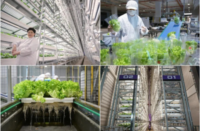 Trang trại thẳng đứng trong nhà cao nhất thế giới trị giá 80 triệu USD chính thức vận hành
