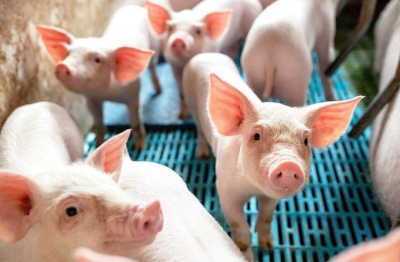 Cận Tết thị trường heo hơi rục rịch tăng giá