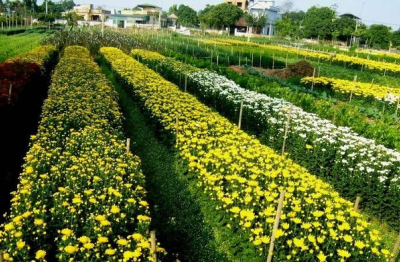 Làng hoa tất bật vào vụ Tết