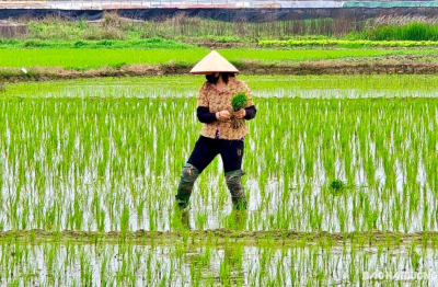 Hơn 74% diện tích vụ Đông Xuân đã đủ nước cho gieo cấy