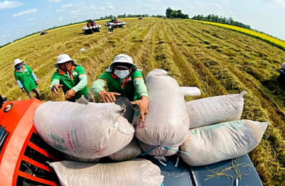 Xuất khẩu gạo đầu năm 2026 đối mặt thách thức