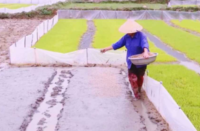 Một số lưu ý kỹ thuật trong sản xuất vụ đông xuân 2025 - 2026