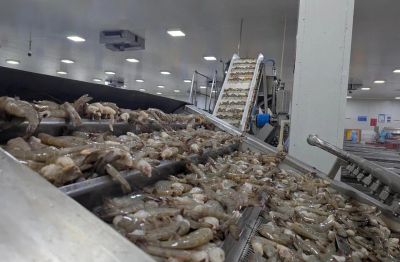 Nhà cung cấp tôm lớn nhất của Mỹ là Ấn Độ lao đao vì thuế, buộc phải tìm thị trường mới