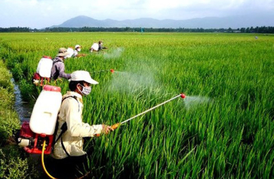 Bảo đảm sản xuất trồng trọt, phòng chống sinh vật gây hại dịp Tết