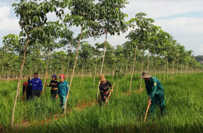 Binh đoàn 15: Xây dựng “vành đai xanh” kinh tế - quốc phòng vững chắc