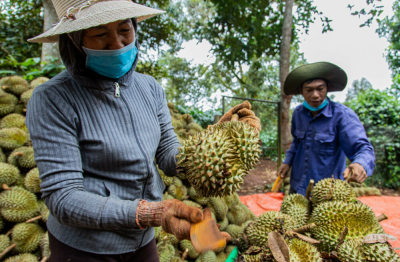  Xuất khẩu sầu riêng đạt hơn 117 triệu USD