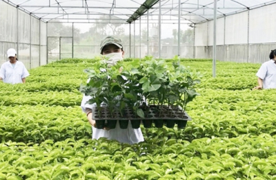 Xử lý nghiêm vi phạm trong buôn bán giống cây trồng giả