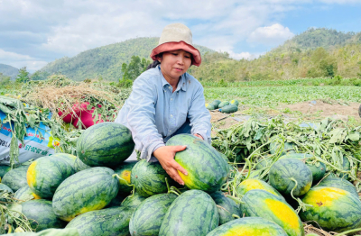 Nông dân trồng dưa hấu tại Gia Lai lỗ nặng