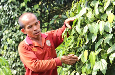 Hồ tiêu niên vụ 2026: Được giá, 