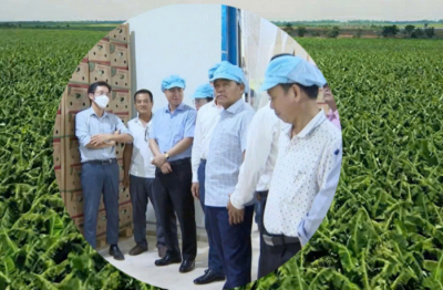 Công ty Duy Tân (Quảng Ngãi) dự thu hơn 100 triệu USD chuối tại Campuchia